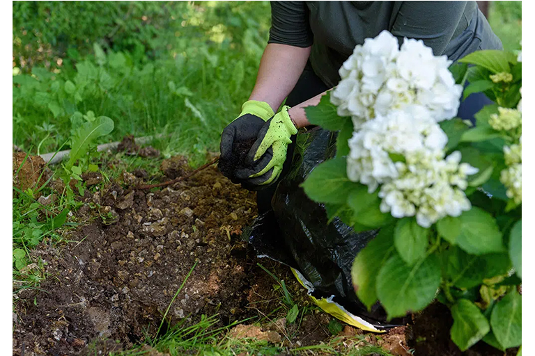 Planting Hydrangeas by Type