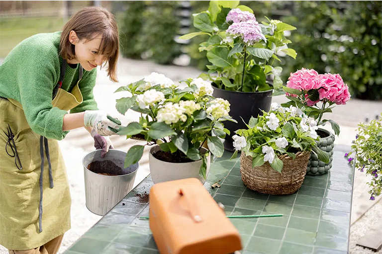 Plant Hydrangeas