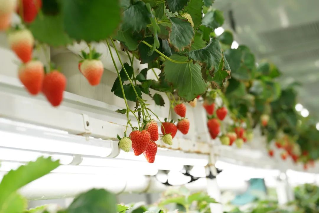 LED growth lamp for planting strawberries