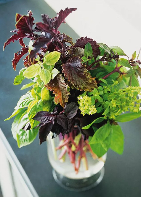 harvest basil