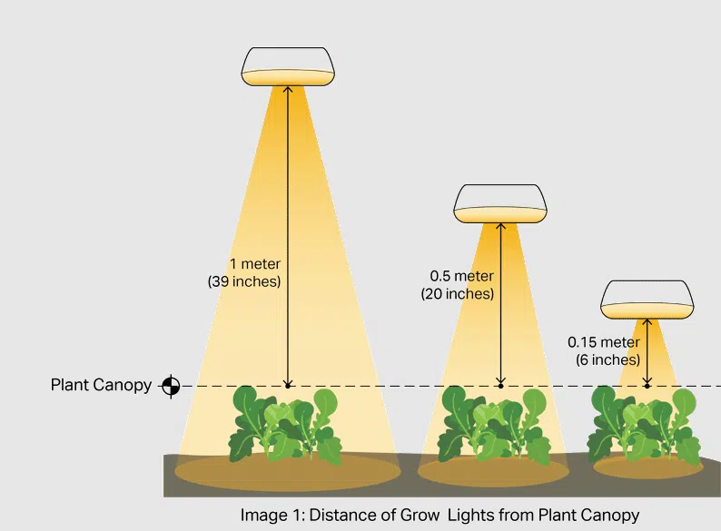 Recognize the Plant's Growth Phase